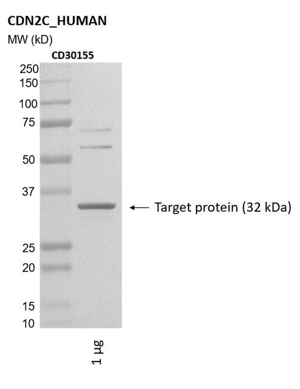 Ankyron CDN2C_HUMAN Clone CD30155
