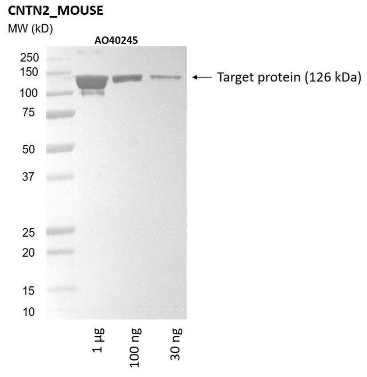 Ankyron CNTN2_MOUSE Clone AO40245