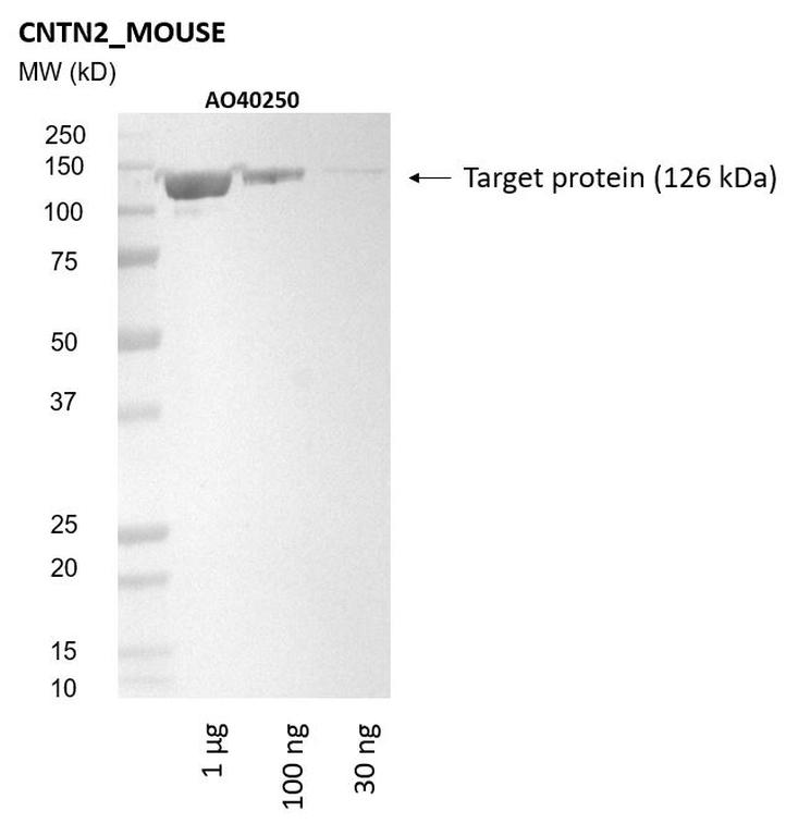 Ankyron CNTN2_MOUSE Clone AO40250