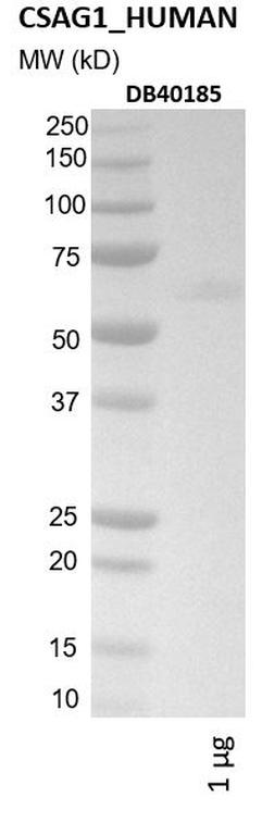 Ankyron CSAG1_HUMAN Clone DB40185