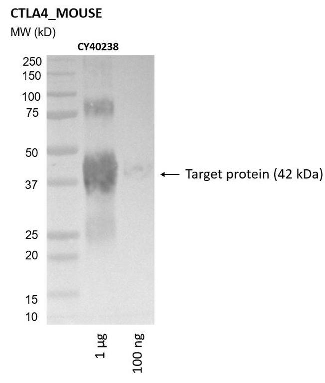 Ankyron CTLA4_MOUSE Clone CY40238