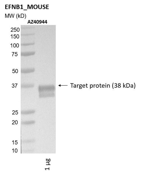 Ankyron EFNB1_MOUSE Clone AZ40944