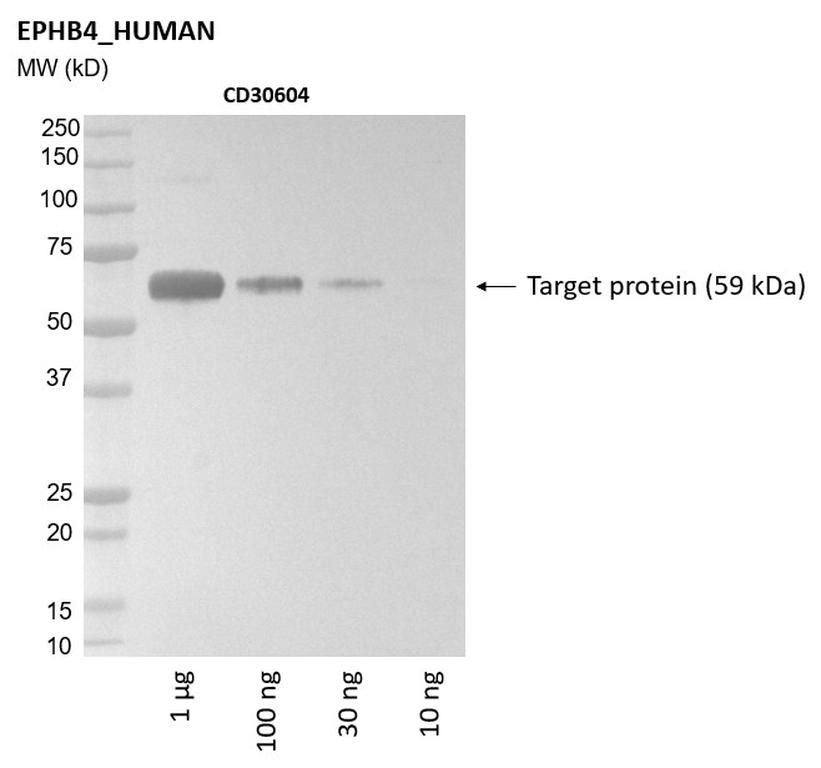 Ankyron EPHB4_HUMAN Clone CD30604