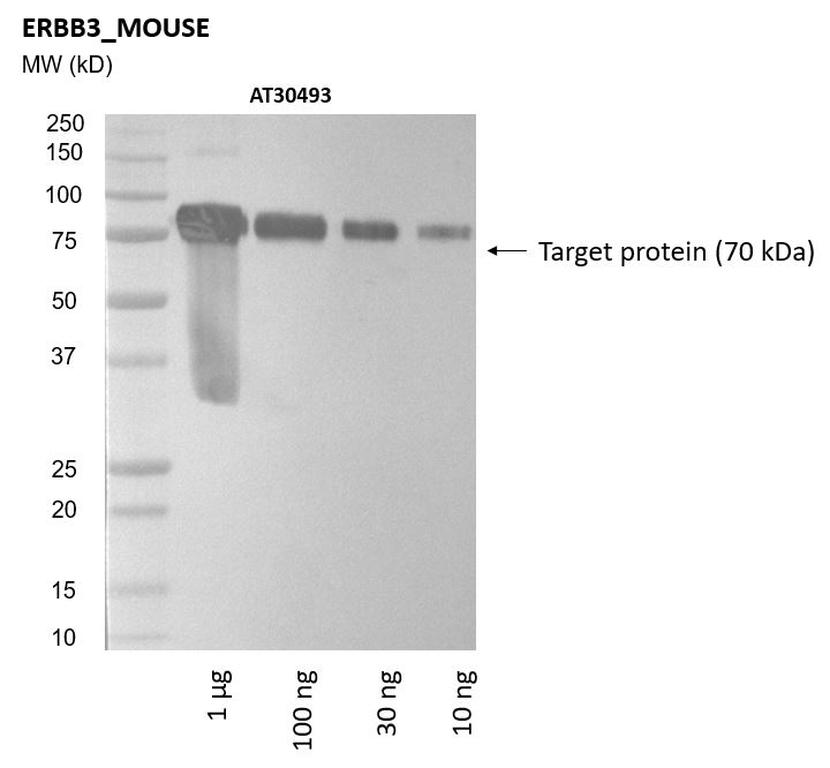 Ankyron ERBB3_MOUSE Clone AT30493