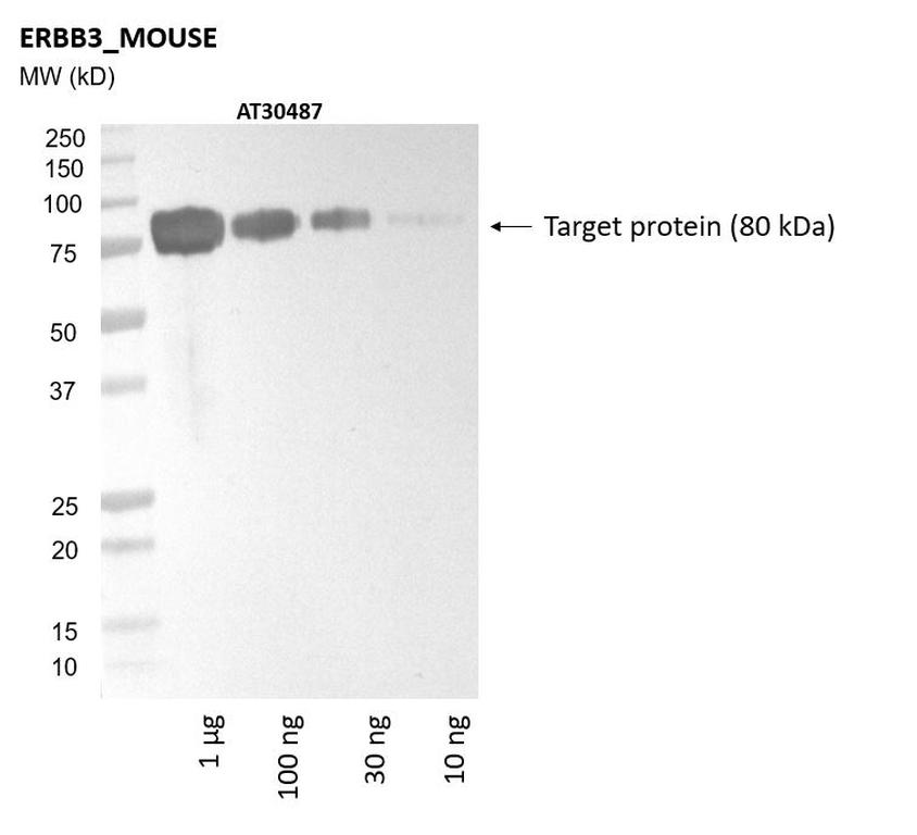 Ankyron ERBB3_MOUSE Clone AT30487