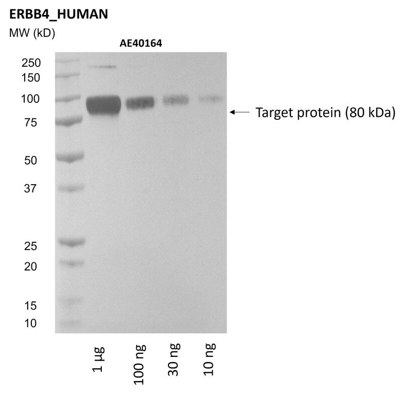 Ankyron ERBB4_HUMAN Clone AE40164