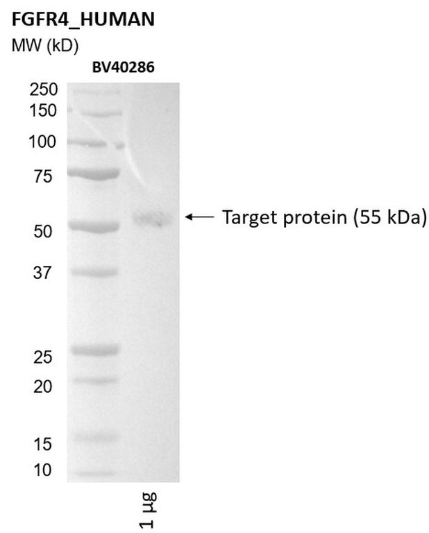 Ankyron FGFR4_HUMAN Clone BV40286