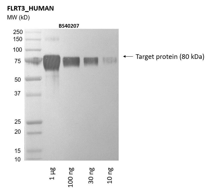 Ankyron FLRT3_HUMAN Clone BS40207