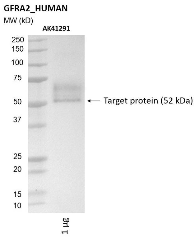 Ankyron GFRA2_HUMAN Clone AK41291