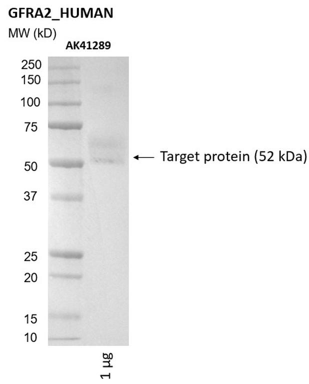 Ankyron GFRA2_HUMAN Clone AK41289