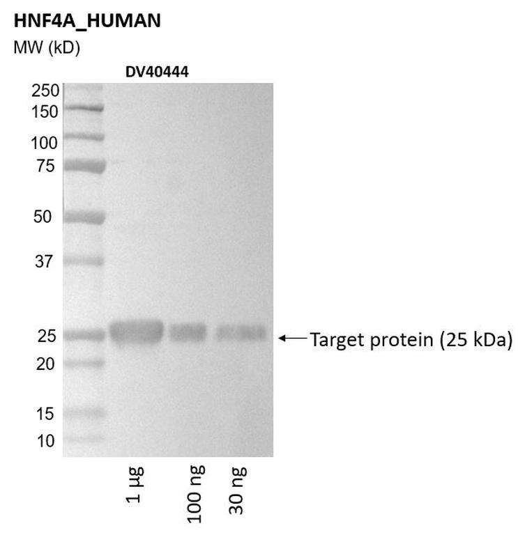 Ankyron HNF4A_HUMAN Clone DV40444