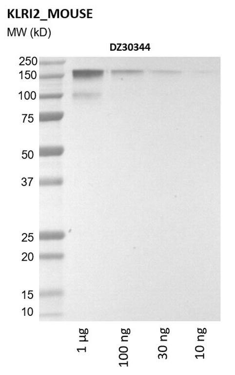 Ankyron KLRI2_MOUSE Clone DZ30344