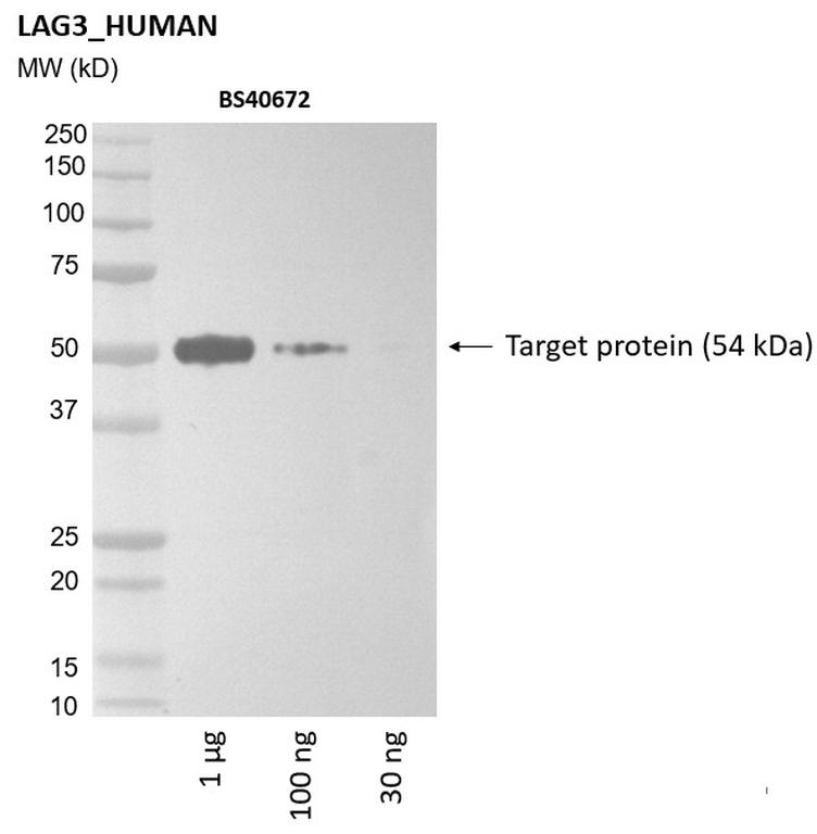 Ankyron LAG3_HUMAN Clone BS40672