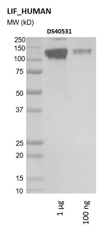 Ankyron LIF_HUMAN Clone DS40531