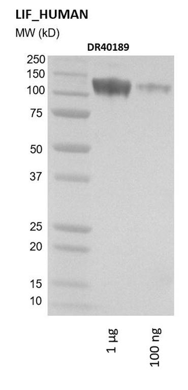 Ankyron LIF_HUMAN Clone DR40189