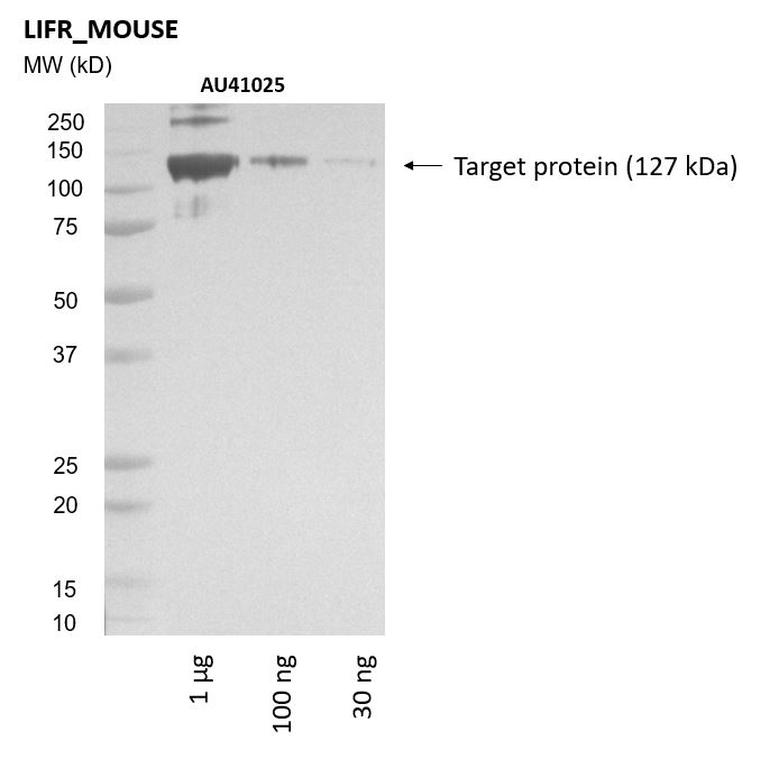 Ankyron LIFR_MOUSE Clone AU41025
