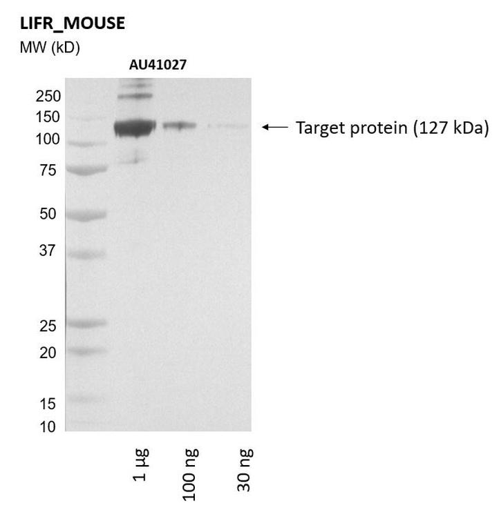 Ankyron LIFR_MOUSE Clone AU41027