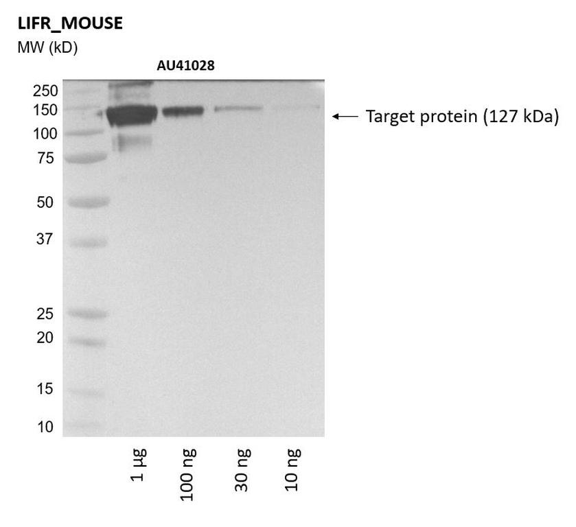 Ankyron LIFR_MOUSE Clone AU41028