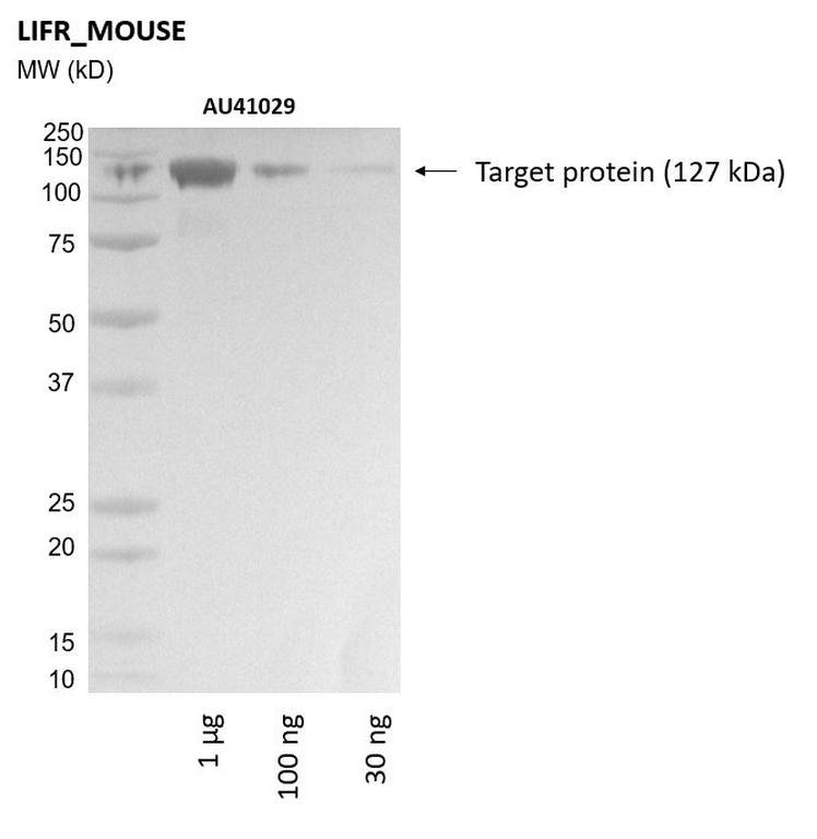 Ankyron LIFR_MOUSE Clone AU41029