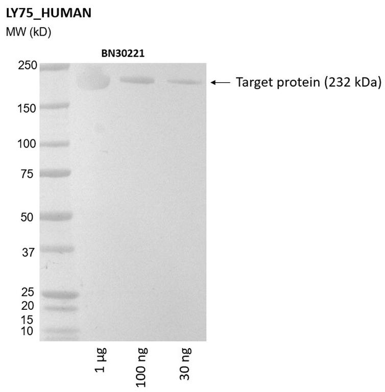 Ankyron LY75_HUMAN Clone BN30221