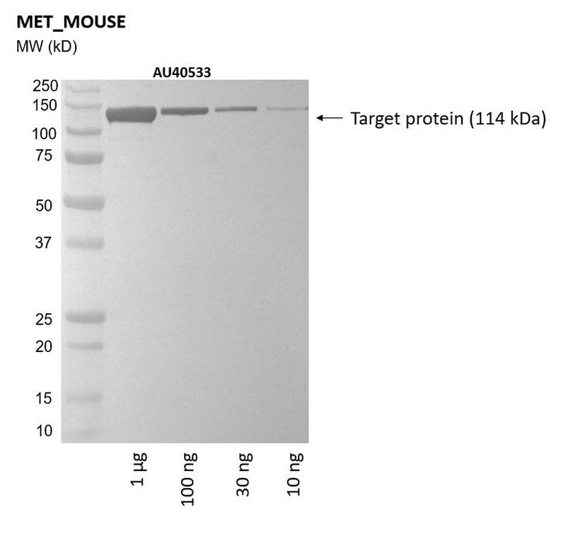 Ankyron MET_MOUSE Clone AU40533