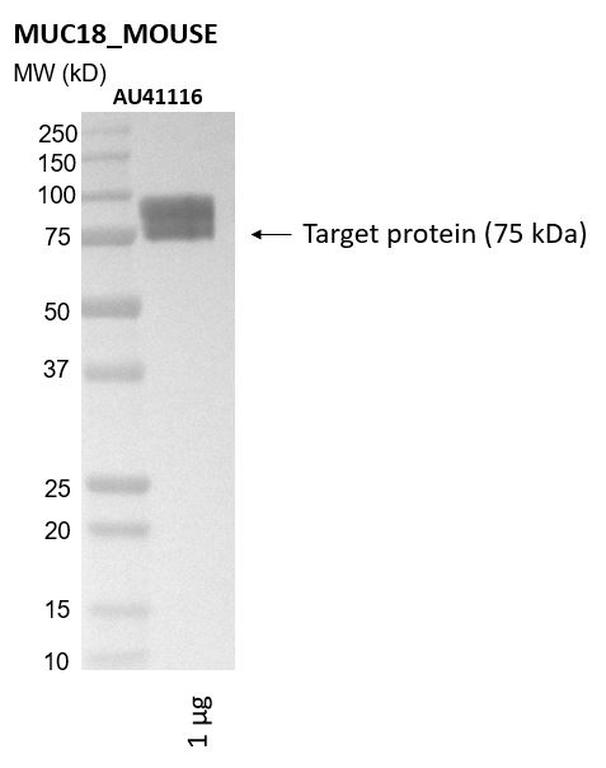 Ankyron MUC18_MOUSE Clone AU41116