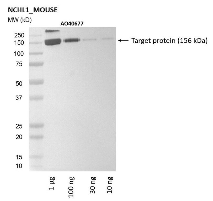Ankyron NCHL1_MOUSE Clone AO40677
