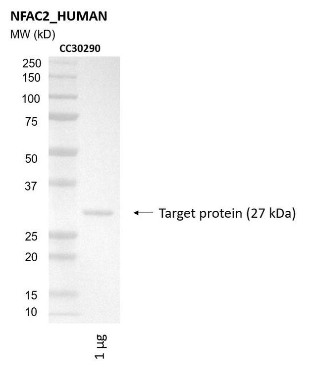 Ankyron NFAC2_HUMAN Clone CC30290