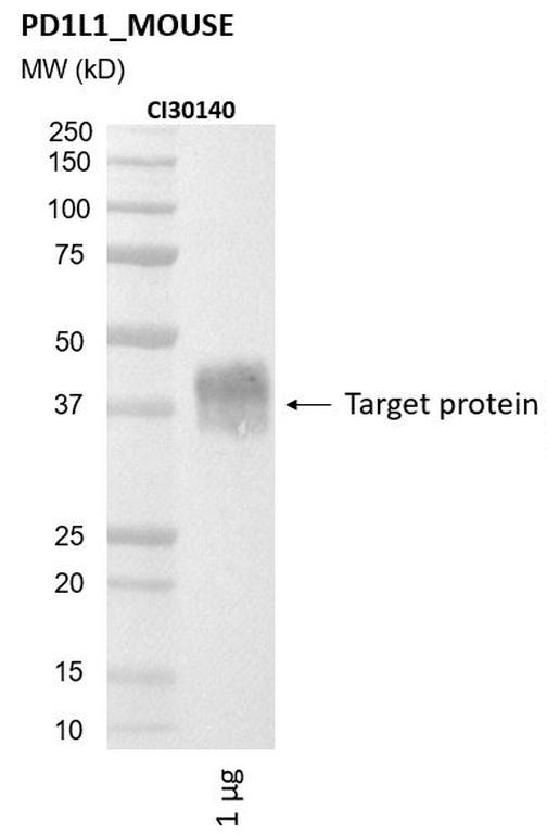 Ankyron PD1L1_MOUSE Clone CI30140