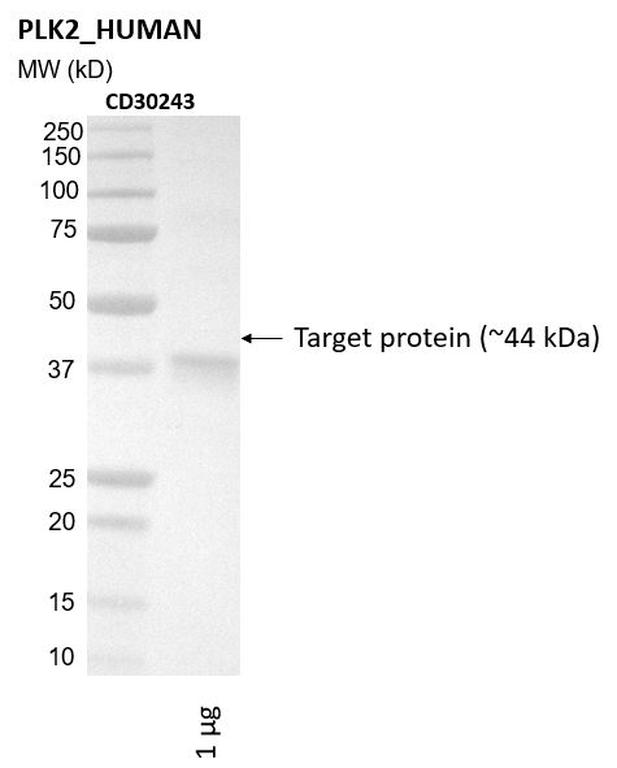 Ankyron PLK2_HUMAN Clone CD30243