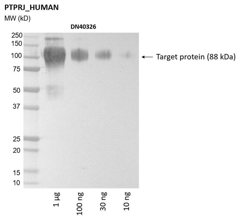 Ankyron PTPRJ_HUMAN Clone DN40326