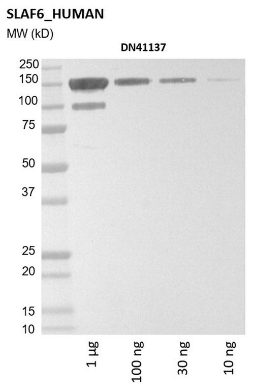 Ankyron SLAF6_HUMAN Clone DN41137