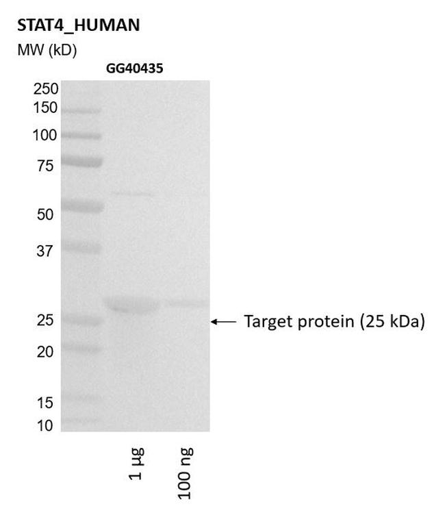 Ankyron STAT4_HUMAN Clone GG40435