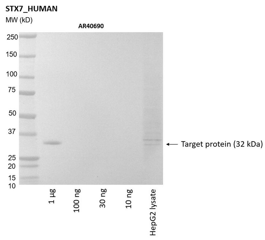 Ankyron STX7_HUMAN Clone AR40690