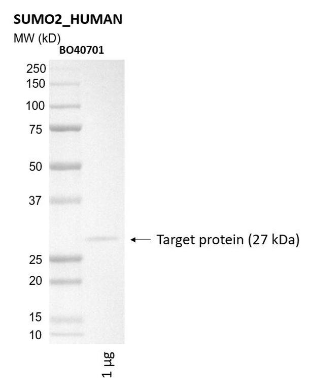 Ankyron SUMO2_HUMAN Clone BO40701